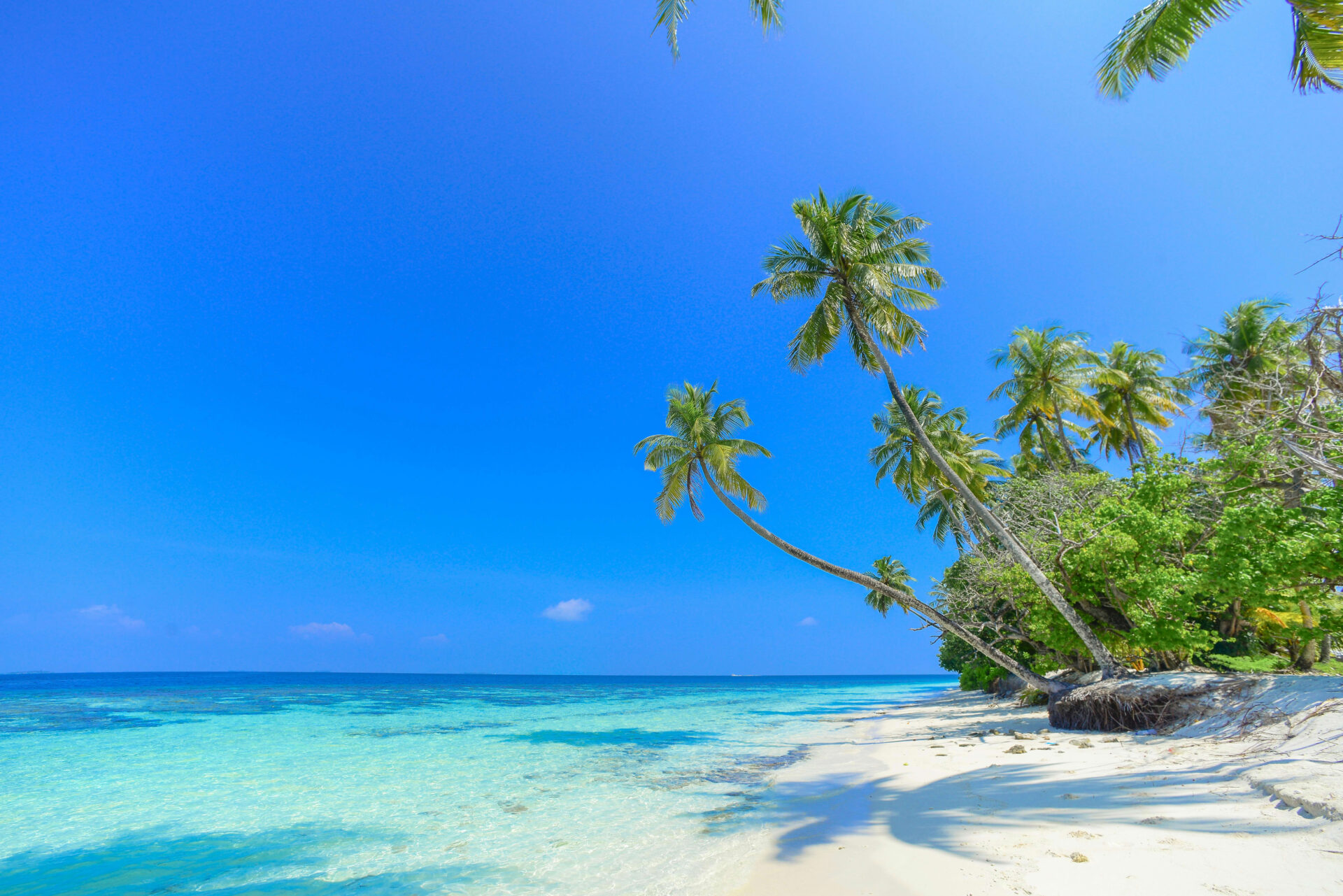 beach in maldives with palm trees and blue sky