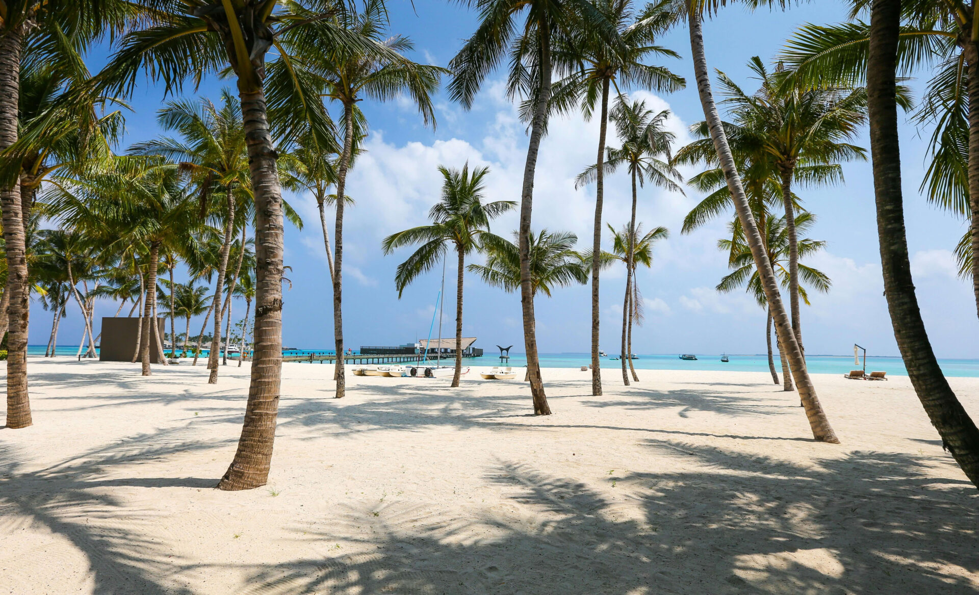 maldives beach with palm trees