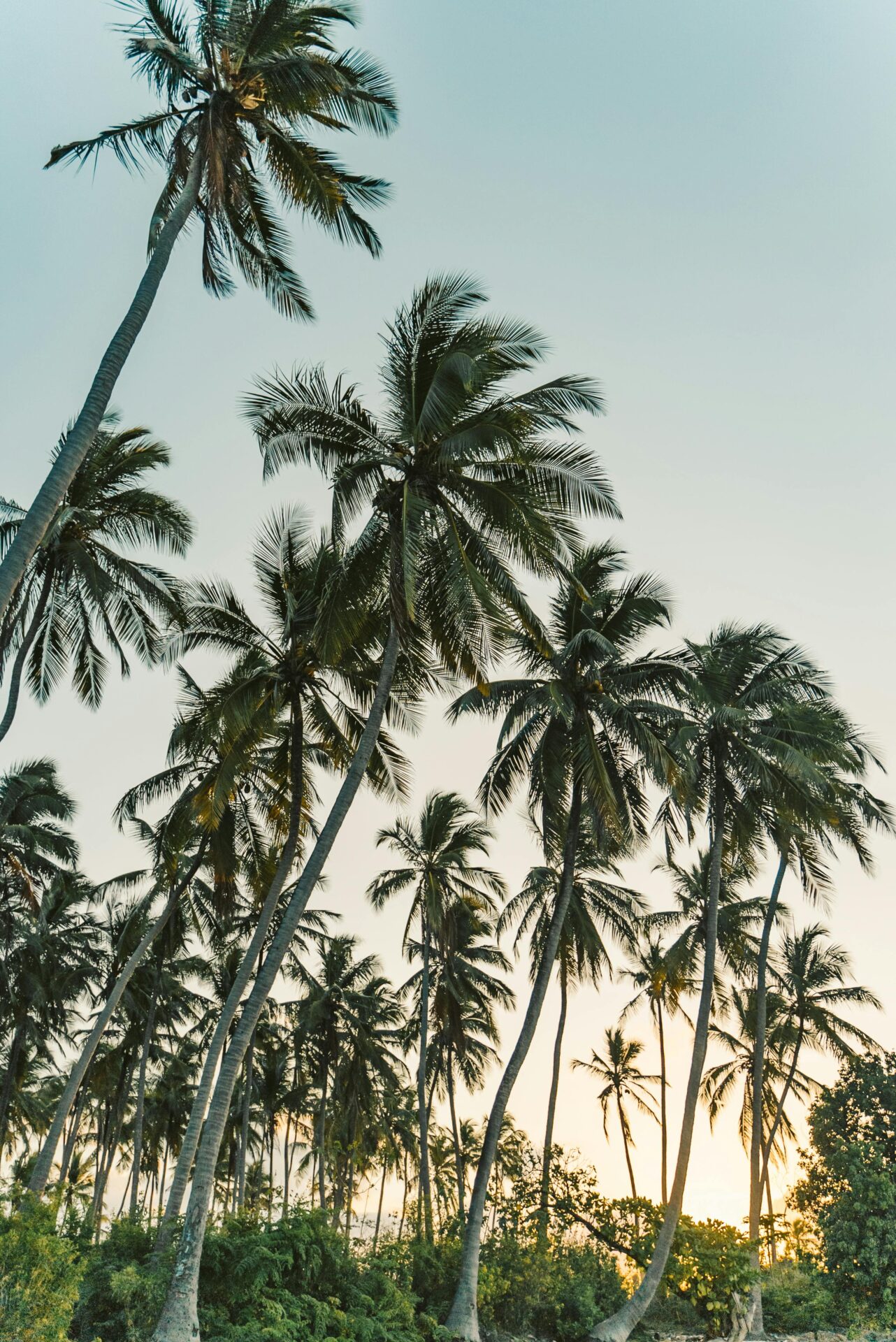 zanzibar08